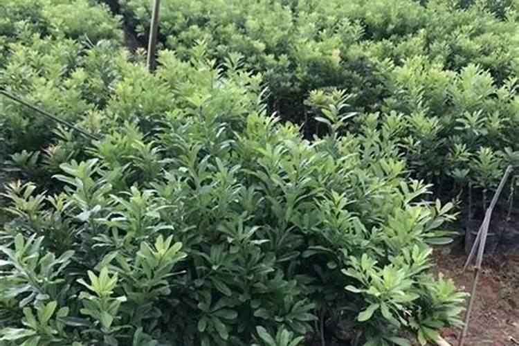 杨梅树苗施什么肥最好？