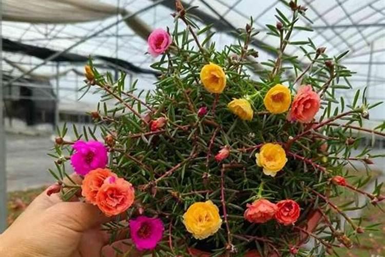 哪些花喜欢尿素肥