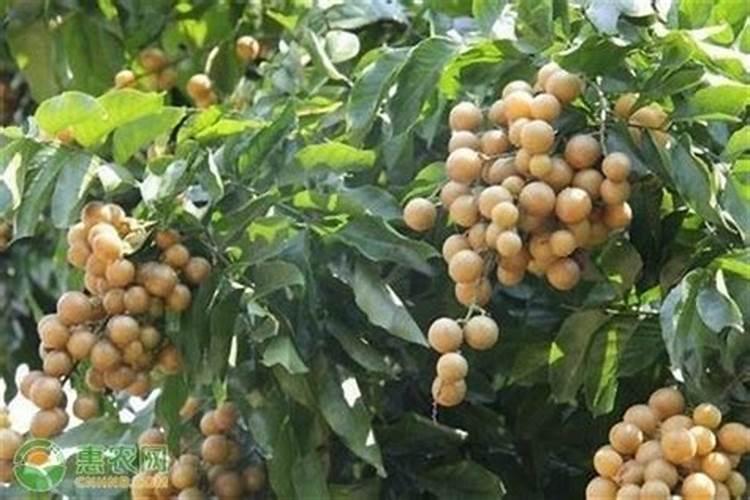 龙眼花期需要什么肥料