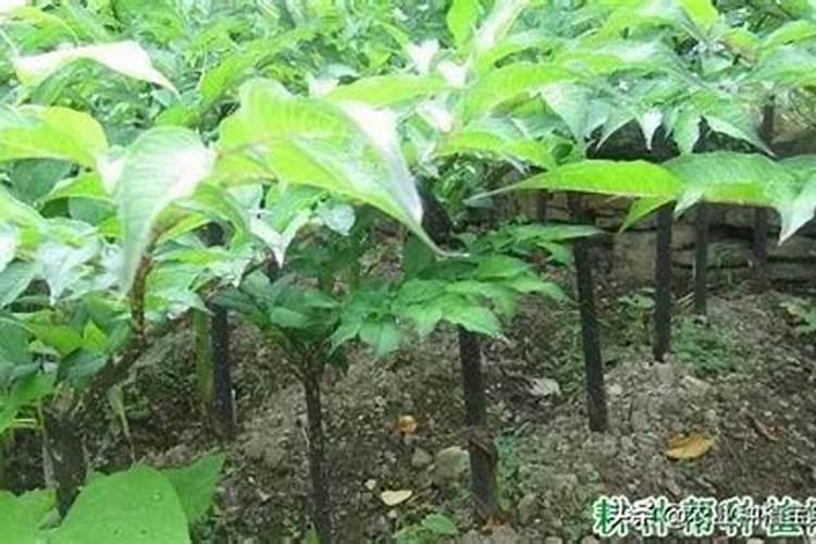 魔芋出苗后施什么肥