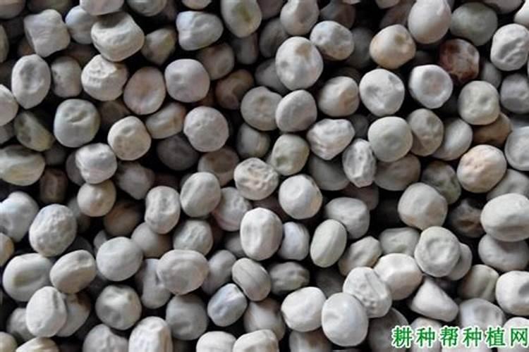 荷兰豆怎么施肥 施什么肥好