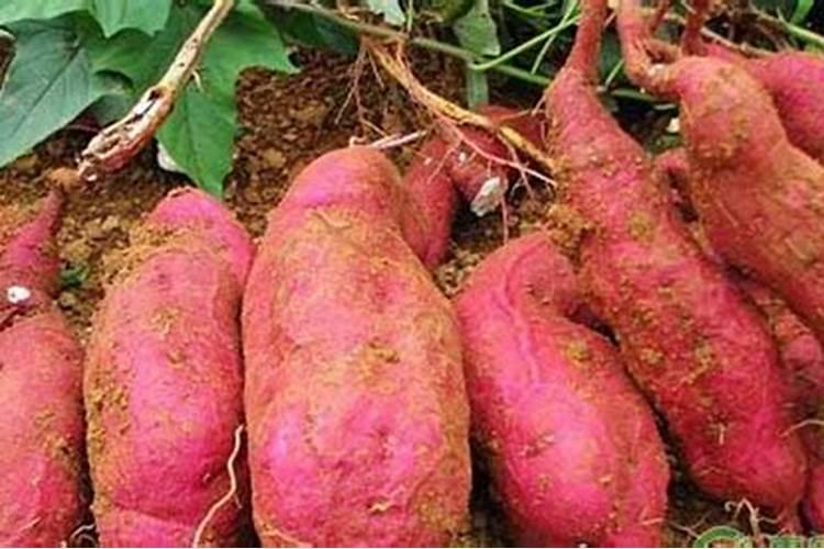 红薯种子种植方法