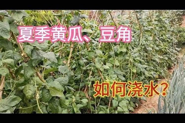种植黄瓜如何使用磷酸二氢钾？