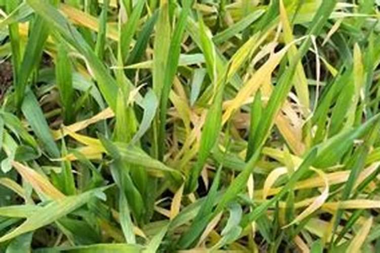 红薯秧苗黄瘦施什么费