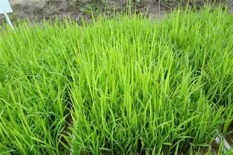 育秧苗叶尖黄什么原因