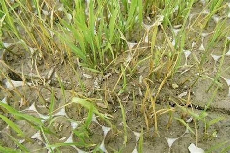 秧苗叶子发黄是什么原因怎么治疗,秧苗是水稻吗