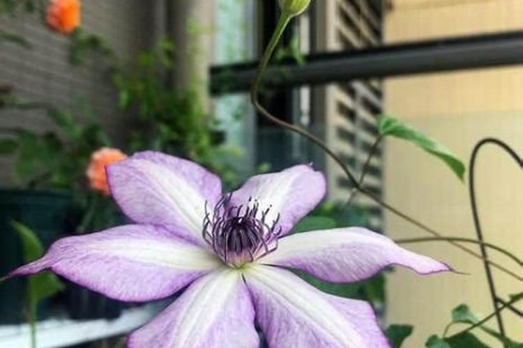 铁线莲施什么肥最好