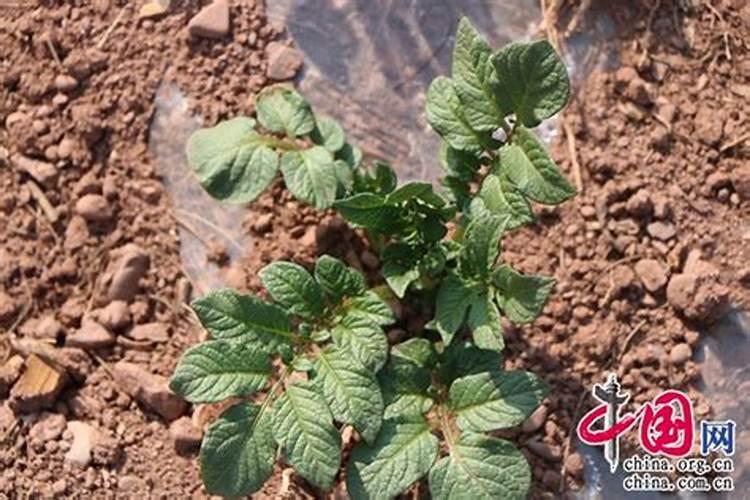 种洋芋用什么肥料好