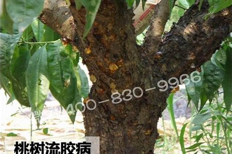 桃树保果用什么药最好