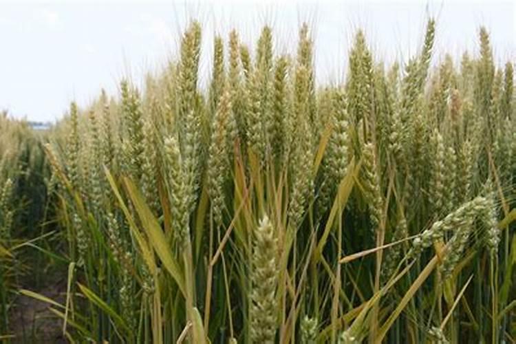 种小麦每亩地施200百斤钙镁磷可以吗？