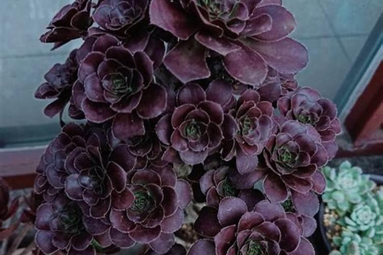 法师用什么肥料最好