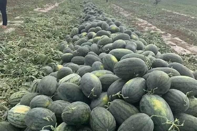 硫酸钾水溶肥西瓜地几天用一次