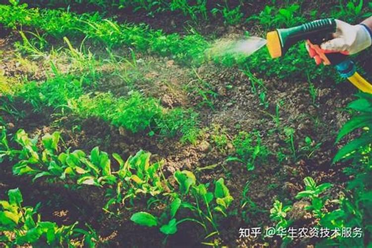 常见的氮肥有哪些,适合哪些植物