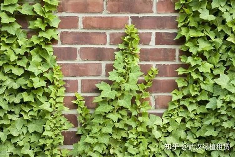 金边常春藤的养殖方法 金边常春藤怎么养