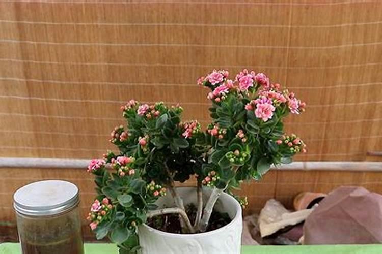 磷酸二氢钾怎么给长寿花施肥,施肥技巧