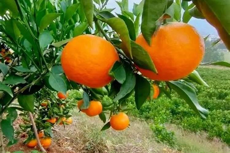 养了七、八年的橙子树盆栽,从未结过果实,这是什么原因呢？