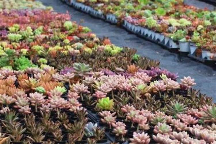 花椒花期用什么叶面肥