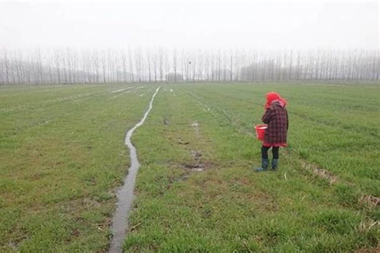 追肥用什么肥料