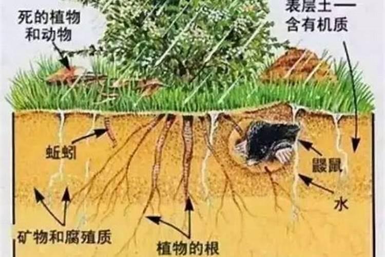 原生矿物和次生矿物在土壤中的作用