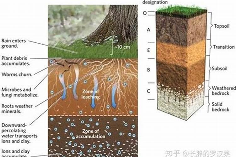 土壤中矿物质包括哪些