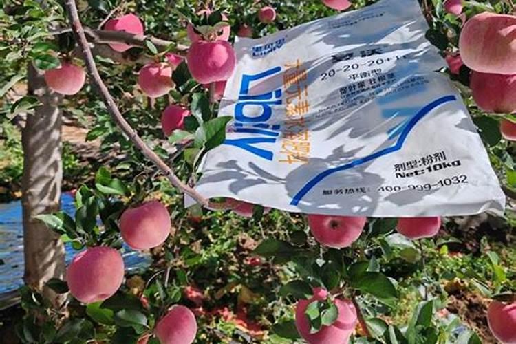 棉花用什么肥料好？用叶面肥喷施的注意事项有哪些