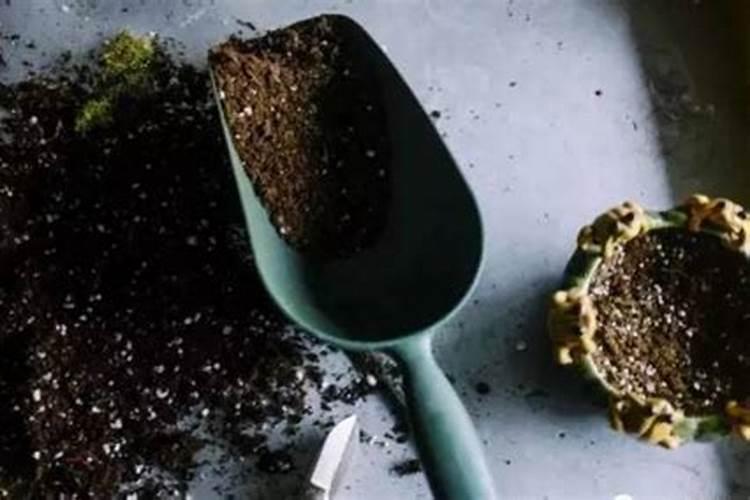 豆瓣绿怎么施肥