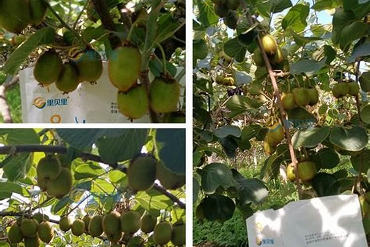 猕猴桃打农药农药打重了叶子掉了怎么挽救