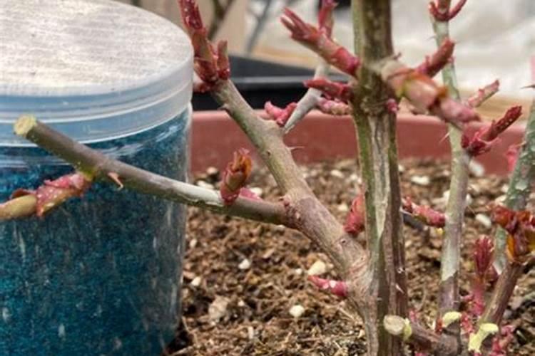 牡丹花正常生长期养护细节