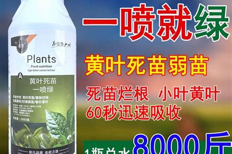 花叶喷什么又绿又亮