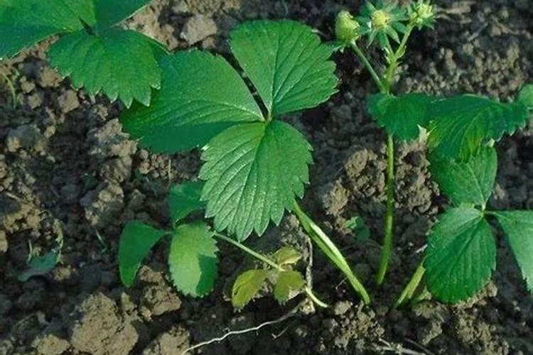 草霉定植后几天打药施肥