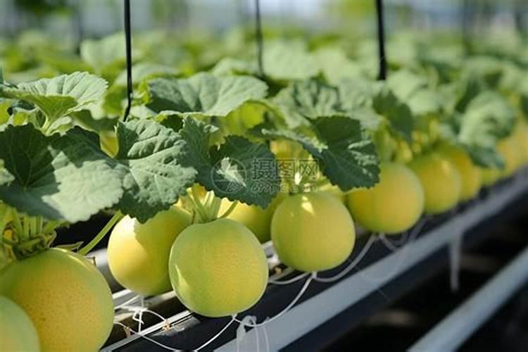 用氯化钾肥料对瓜果好不好