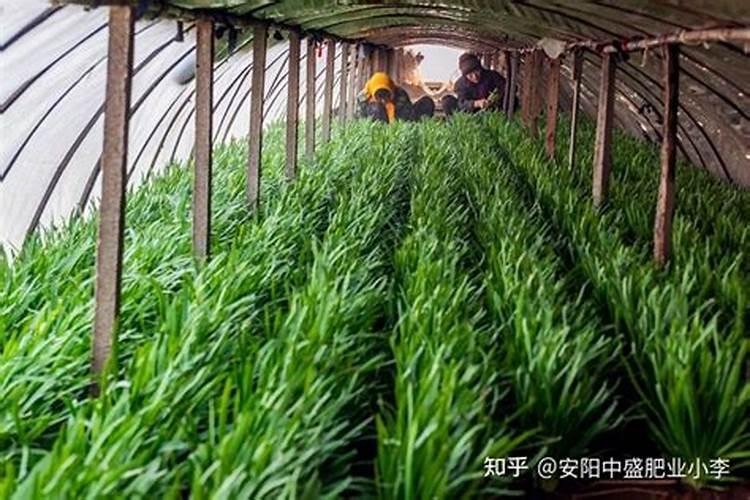 冲施肥冲施肥使用技巧