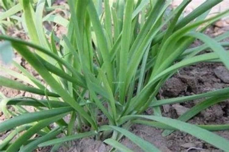 韭菜用什么冲施肥好