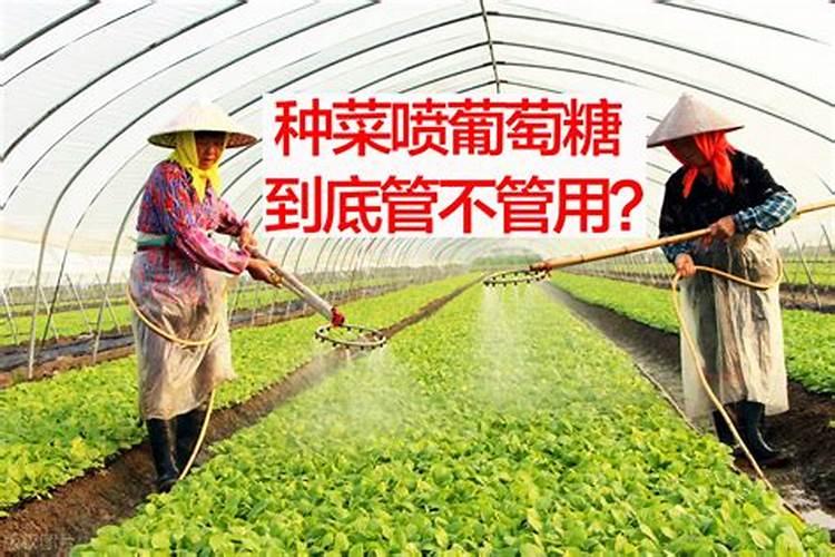 桃树卷叶子是怎么回事药"