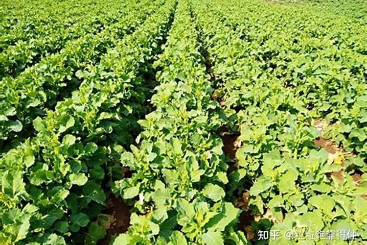 油菜双旺期的肥料怎么进行合理应用？