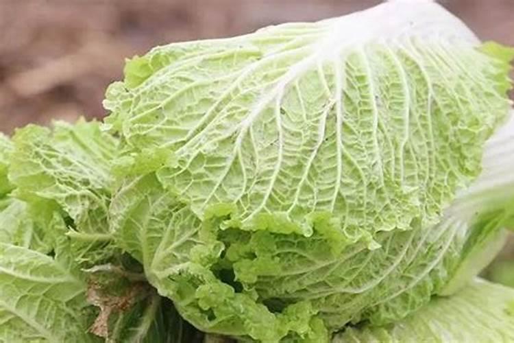 蓝莓用什么肥料最好