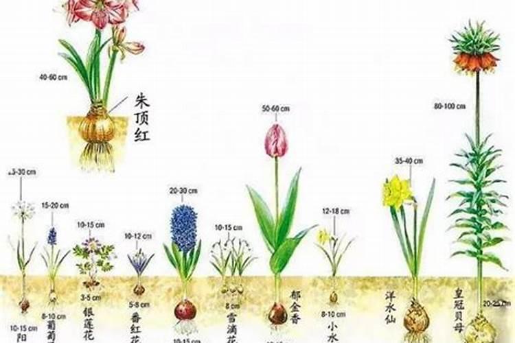 球根花卉需要施什么肥