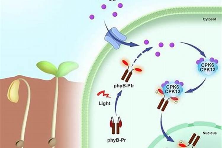 过磷酸钙适合哪些植物,怎么用最好