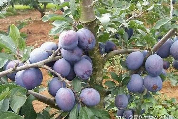 李子摘后用什么肥料,谁有比较好的产品,推荐一下