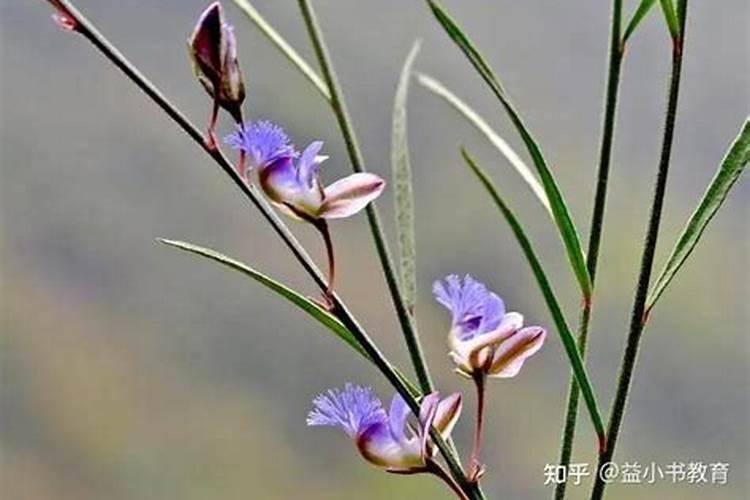 作者是从哪几个方面来写春草的？突出了春草怎样的特点