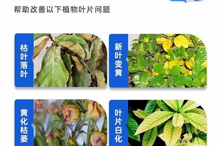 绿植有什么叶面肥