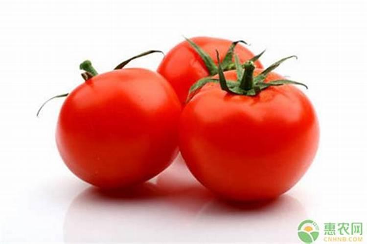 番茄施什么肥料最好