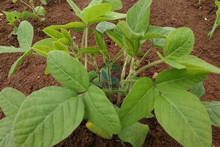 豆角结荚期怎样施肥