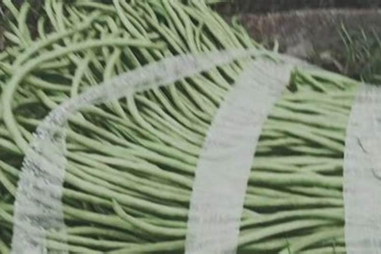 豆角用什么肥料效果好(种植豆角结果期需要什么叶面肥)