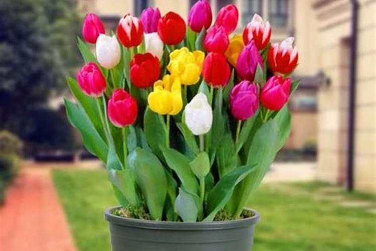 郁金香怎么浇水 郁金香如何浇水施肥