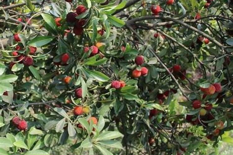 东魁杨梅在要熟时要打什么叶面肥果才转黑色