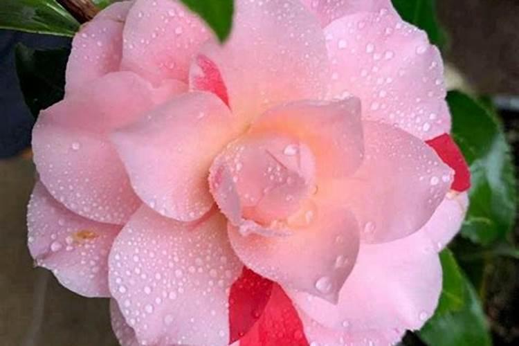 野山茶花刚移栽发芽后能不能施肥