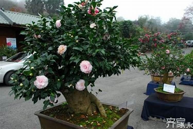 野山茶花刚移栽发芽后能不能施肥