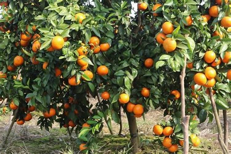 挂果沙糖桔用什么肥料绿叶