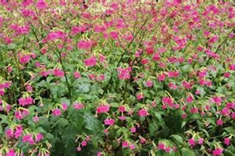 了解不同作物对中微量元素的敏感性,实现精准、科学施肥!